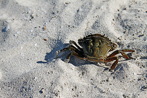 포토 JPG 해외이미지 동물 모래 바다 갑각류 사람없음 걷기 우주 게 큼 해외202004 해외포토 모션 크기 파일형식 이미지허브