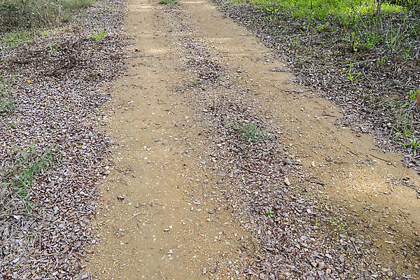 포토 JPG 해외이미지 나무 식물 구름 계절 도로 여행 밭 농업 교통시설 자연 하늘 풍경 사람없음 야외 초록색 여름 파란색 컬러풀 햇빛 태양 농경지 환경 침묵 트래킹 시골 분위기 저녁 숲 땅 방향 장면 내추럴 길가 밭일 해외202004 해외포토 자연요소 산업 길 컬러 교통 컨셉 레저 농장 소리 야간 시설 생태계 파일형식 이미지허브