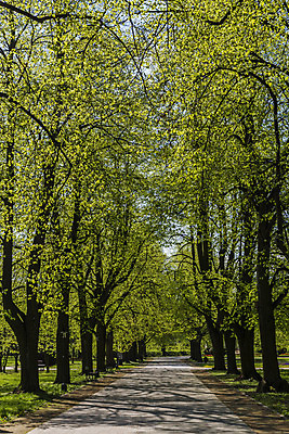 포토 JPG 해외이미지 나무 공원 백그라운드 벤치 자연 휴식 풍경 사람없음 평화 봄 도시 보행로 그리너리 해외202004 해외포토 식물 계절 공공시설 길 컨셉 의자 생태계 파일형식 트랜드컬러 이미지허브