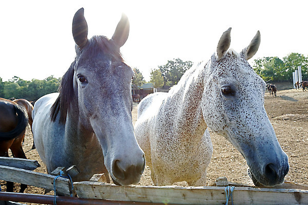 포토 JPG 해외이미지 동물 커플 응시 2 밭 포유류 자연 서기 사람없음 야외 울타리 농장 갈색 머리 목장 시골 쌍 승마 해외202004 해외포토 시선 스포츠 컬러 농업 관계 모션 신체부위 담장 생태계 파일형식 이미지허브