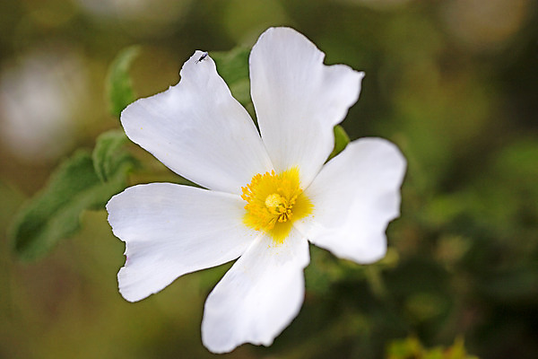 포토 JPG 해외이미지 식물 1 꽃잎 꽃 꽃무늬 자연 사람없음 장식 약 노란색 새싹 정원 놀람 봄 벚꽃 흰색 개화 닫기 정상 허브 즐거움 싱글 원예 마드리드 우수 잇몸 초능력 해외202004 해외포토 계절 감정 컬러 무늬 신체 의학 모션 표정 취미 절기 생태계 파일형식 이미지허브