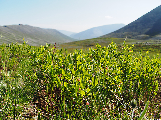 포토 JPG 해외이미지 나무 식물 구름 계절 여행 백그라운드 자연 하늘 아침 휴가 산 풍경 사람없음 야외 초록색 여름 햇빛 태양 일출 환경 정원 침묵 황혼 일몰 봄 새벽 안개 시골 저녁 숲 땅 즐거움 장면 천국 내추럴 생태학 해외202004 해외포토 주간 자연요소 교육 감정 컬러 날씨 노을 소리 야간 생태계 파일형식 이미지허브