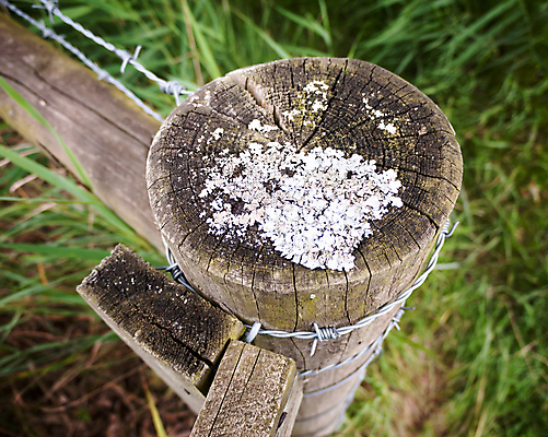 포토 JPG 해외이미지 식물 계절 백그라운드 패턴 밭 자연 날씨 추상 이끼 풍경 사람없음 야외 목재 울타리 수확 성장 흰색 시골 닫기 질감 복고 내추럴 곰팡이 옛날 해외202004 해외포토 나무 컬러 무늬 농업 재료 모션 담장 생태계 파일형식 이미지허브