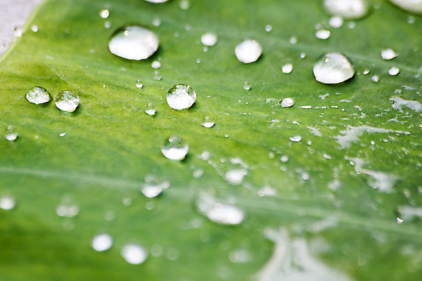 포토 JPG 해외이미지 식물 백그라운드 단풍 잎 자연 아침 사람없음 초록색 물 여름 환경 봄 젖음 물방울 신선 확대 떨어짐 이슬 빗방울 자연백그라운드 해외202004 해외포토 주간 자연요소 계절 컬러 컨셉 비_날씨 생태계 파일형식 이미지허브