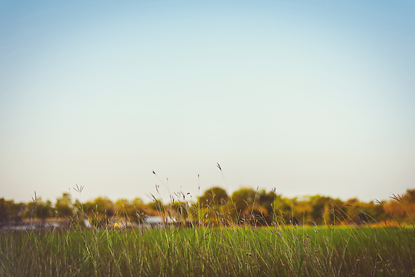 포토 JPG 해외이미지 나무 식물 계절 꽃 행복 백그라운드 잎 밭 자연 하늘 아침 추상 풍경 사람없음 야외 초록색 여름 파란색 빛 컬러풀 태양 정원 일몰 봄 흐름 수확 신선 숲 질감 복고 운하 배수구 해외202004 해외포토 주간 자연요소 감정 컬러 컨셉 무늬 농업 노을 생태계 파일형식 이미지허브