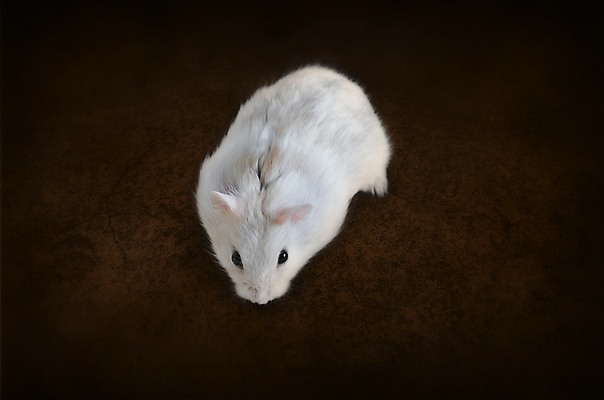 포토 JPG 해외이미지 동물 백그라운드 포유류 털 사람없음 반려동물 컬러풀 갈색 흰색 쥐 설치류 모피 조심 해외202004 해외포토 컬러 파일형식 이미지허브