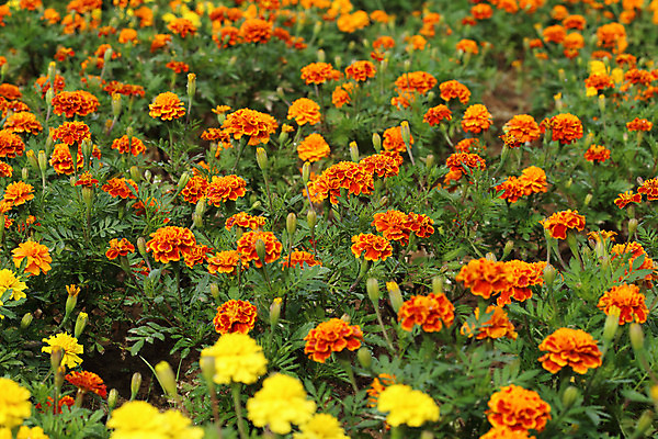 포토 JPG 해외이미지 식물 계절 꽃잎 꽃 백그라운드 잎 꽃무늬 패턴 밭 오렌지 자연 벽지 사람없음 야외 장식 초록색 여름 노란색 정원 봄 활발 성장 벚꽃 신선 그룹 황금 원예 꽃가루 내추럴 금잔화 해외202004 해외포토 컬러 컨셉 무늬 농업 과일 취미 가루 생태계 파일형식 이미지허브
