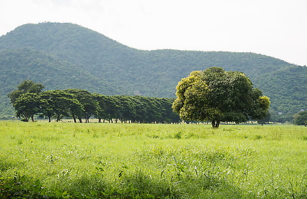 포토 JPG 해외이미지 나무 백그라운드 자연 손바닥 풍경 사람없음 초록색 물 여름 햇빛 일몰 흰색 숲 내추럴 수평선 해외202004 해외포토 자연요소 식물 손 계절 컬러 태양 노을 생태계 파일형식 이미지허브