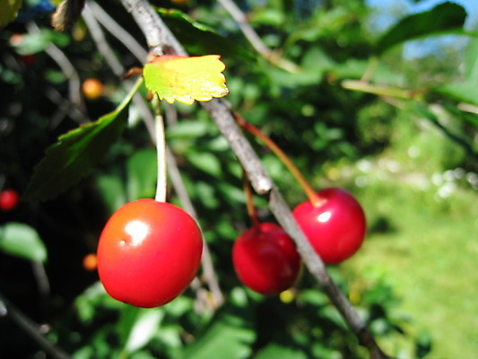 포토 JPG 해외이미지 식물 동물 열매 꽃 분홍색 곤충 과일 자연 사람없음 빨간색 초록색 여름 파란색 노란색 보라색 봄 체리 해외202004 해외포토 계절 컬러 생태계 파일형식 이미지허브