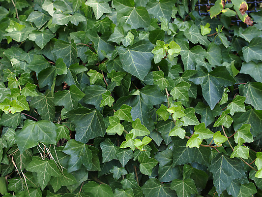 포토 JPG 해외이미지 식물 백그라운드 잎 패턴 자연 표면 사람없음 초록색 질감 아이비 상록수 내추럴 그리너리 해외202004 해외포토 컬러 무늬 생태계 파일형식 트랜드컬러 이미지허브