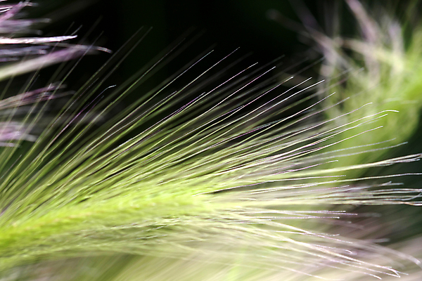 포토 JPG 해외이미지 식물 음식 백그라운드 밭 농업 자연 옥수수 씨앗 풍경 잔디 사람없음 야외 초록색 여름 파란색 농작물 농장 노란색 환경 봄 수확 성장 가을 시골 신선 황금 낟알 밀 허브 보리 밀짚 내추럴 밭일 해외202004 해외포토 계절 산업 컬러 곡류 짚 생태계 파일형식 이미지허브