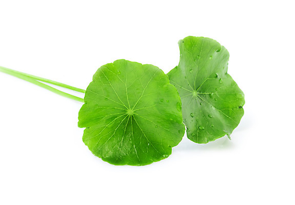 포토 JPG 해외이미지 식물 전통 음식 백그라운드 잎 채소 태국 자연 건강 동양인 사람없음 초록색 약 중국 흰색 신선 인도인 먹기 허브 유기농 반대 내추럴 식용 노화 해외202004 해외포토 외국인 웰빙 아시아 컬러 컨셉 의학 모션 인종 생태계 파일형식 이미지허브