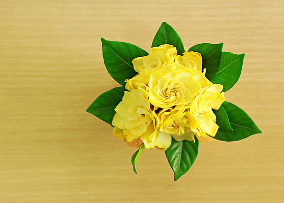 포토 JPG 해외이미지 식물 꽃잎 꽃 줄기 꽃다발 백그라운드 잎 패턴 오렌지 자연 벽지 탁자 엄마 발렌타인데이 사랑 사람없음 목재 초록색 여름 노란색 정원 꽃병 봄 벚꽃 시골 축하 인사 신용카드 생일 다발 부드러움 해외202004 해외포토 나무 계절 기념일 감정 컬러 가구 컨셉 무늬 과일 재료 가족 데이이벤트 금융 예절 감각 생태계 파일형식 이미지허브