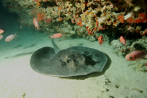 포토 JPG 해외이미지 동물 야생동물 바다 백그라운드 자연 어류 풍경 사람없음 빨간색 물 파란색 수중 수영 활발 그룹 산호 다이빙 장면 암초 수족관 깊이 멀티 소금물 해외202004 해외포토 자연요소 컬러 컨셉 수중동물 수상스포츠 자포동물 생태계 수중스포츠 파일형식 이미지허브