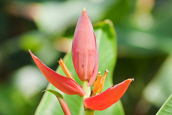 포토 JPG 해외이미지 나무 식물 계절 공원 꽃잎 꽃 분홍색 잎 꽃무늬 자연 바나나 사람없음 야외 장식 여름 노란색 평화 환경 정원 침묵 봄 벚꽃 개화 유기농 이국적 해외202004 해외포토 웰빙 공공시설 컬러 컨셉 무늬 과일 소리 생태계 파일형식 이미지허브