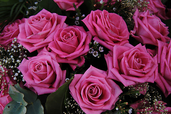 포토 JPG 해외이미지 식물 꽃잎 꽃 분홍색 꽃다발 결혼 백그라운드 자연 결혼식 사랑 사람없음 장식 초록색 여름 장미 보라색 봄 축하 그룹 배열 꽃집 질감 해외202004 해외포토 계절 감정 컬러 컨셉 이벤트 상점 생태계 파일형식 이미지허브