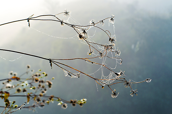 포토 JPG 해외이미지 식물 꽃 백그라운드 자연 아침 사람없음 물 여름 웹 젖음 안개 물방울 그물 떨어짐 이슬 거미줄 빗방울 거미 내추럴 해외202004 해외포토 주간 자연요소 계절 곤충 컨셉 인터넷 날씨 비_날씨 생태계 파일형식 이미지허브