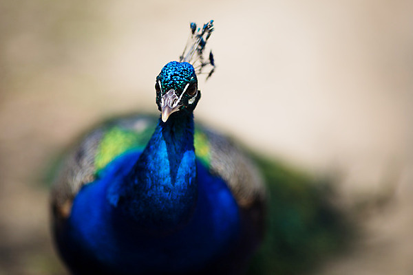 포토 JPG 해외이미지 동물 1 남자 야생동물 여행 백그라운드 패턴 오렌지 자연 조류 왕관 동물원 서기 사람없음 야외 가로 초록색 파란색 컬러풀 머리 활발 화려 우아함 공작 인도인 깃털 묘사 꼬리 부리 목 보여주기 꿩 멀티 터키석 해외202004 해외포토 외국인 컬러 컨셉 무늬 과일 모션 사람 동양인 신체부위 보석 생태계 파일형식 이미지허브