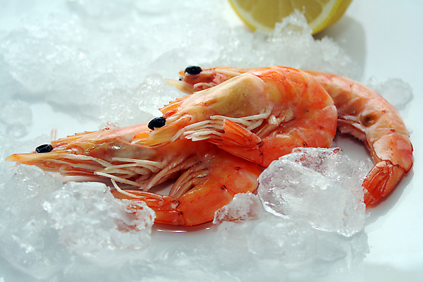 포토 JPG 해외이미지 음식 조개 새우 어류 사람없음 식당 얼음 식사 저녁식사 신선 해산물 점심식사 뷔페 해외202004 해외포토 자연요소 어패류 갑각류 상점 수중동물 파일형식 이미지허브