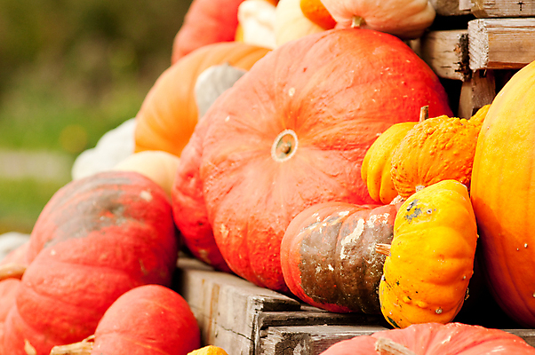 포토 JPG 해외이미지 식물 계절 음식 백그라운드 단풍 패턴 농업 채소 오렌지 부분 자연 벽지 호박 휴가 사람없음 장식 빨간색 초록색 농장 노란색 정원 축제 할로윈 수확 가을 작음 큼 11월 질감 박 추수감사절 흙더미 10월 내추럴 숙성 식용 많음 해외202004 해외포토 산업 기독교 컬러 컨셉 잎 무늬 과일 흙 날짜 크기 생태계 파일형식 더미 이미지허브