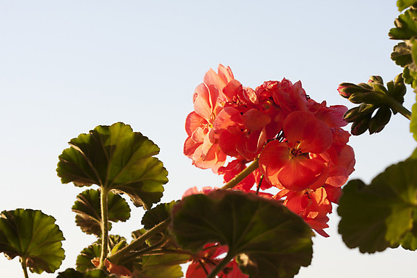포토 JPG 해외이미지 식물 꽃 백그라운드 농업 자연 사람없음 야외 빨간색 초록색 귀여움 정원 닫기 해외202004 해외포토 산업 컬러 컨셉 모션 생태계 파일형식 이미지허브