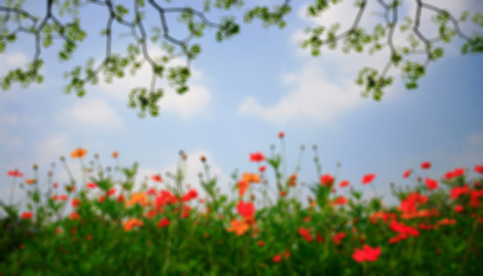 포토 JPG 해외이미지 식물 공원 꽃 백그라운드 잎 꽃무늬 밭 오렌지 자연 하늘 풍경 사람없음 야외 초록색 여름 파란색 컬러풀 노란색 환경 정원 맑음 활발 벚꽃 흰색 시골 신선 개화 황금 소프트포커스 묘사 코스모스 보케 꽃가루 강렬 많음 해외202004 해외포토 계절 공공시설 컬러 컨셉 무늬 농업 과일 날씨 촬영기법 가루 생태계 파일형식 이미지허브