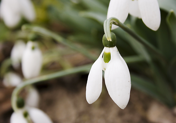포토 JPG 해외이미지 식물 계절 공원 꽃잎 꽃 잎 겨울 꽃무늬 자연 사람없음 야외 초록색 정원 봄 벚꽃 흰색 신선 투명 숲 북극 묘사 내추럴 헌병 해외202004 해외포토 공공시설 컬러 무늬 군인 극지방 생태계 파일형식 이미지허브