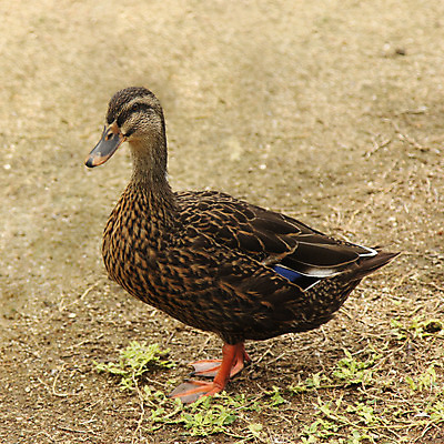 포토 JPG 해외이미지 동물 야생동물 자연 조류 오리 사람없음 물 깃털 부리 청둥오리 동물상 해외202004 해외포토 자연요소 조형물 생태계 파일형식 이미지허브