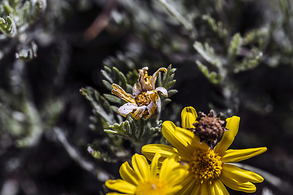 포토 JPG 해외이미지 식물 실루엣 꽃다발 잎 꽃무늬 자연 날씨 휴식 그림자 선물 사랑 사람없음 햇빛 노란색 새싹 정원 화목 힘 봄 활발 에너지 성장 흰색 시골 인사 달콤 향수 향기 냄새 꽃가루 부드러움 고립 돌봄 해외202004 해외포토 계절 꽃 감정 컬러 컨셉 무늬 모션 촬영기법 태양 화장품 예절 감각 맛 가루 생태계 파일형식 이미지허브