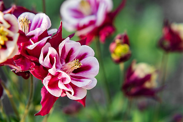 포토 JPG 해외이미지 식물 꽃잎 꽃 꽃다발 백그라운드 잎 꽃무늬 자연 사람없음 빨간색 여름 컬러풀 노란색 정원 보라색 봄 벚꽃 개화 닫기 자주색 깊이 더블 접기 해외202004 해외포토 계절 컬러 무늬 모션 생태계 파일형식 이미지허브