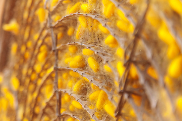 포토 JPG 해외이미지 식물 동물 전통 산업 문화 나비 곤충 백그라운드 패턴 태국 자연 사람없음 농장 노란색 직물 황금 실 벌레 실크 순수 묘사 유기농 질감 날것 부드러움 섬유 솜털 내추럴 방법 많음 해외202004 해외포토 웰빙 아시아 컬러 컨셉 무늬 농업 감각 생태계 파일형식 이미지허브