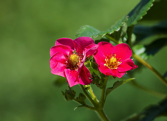 포토 JPG 해외이미지 식물 열매 꽃 음식 분홍색 과일 자연 딸기 사람없음 농작물 정원 수확 먹기 세련 해외202004 해외포토 컬러 농업 모션 생태계 파일형식 이미지허브