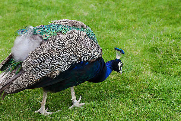 포토 JPG 해외이미지 동물 전통 응시 공원 남자 야생동물 패턴 자연 조류 기술 동물원 사람없음 가로 초록색 파란색 머리 걷기 축제 활발 의식 공작 깃털 어깨 꼬리 부리 보여주기 꿩 짝짓기 멀티 이국적 해외202004 해외포토 시선 공공시설 컬러 컨셉 무늬 모션 사람 신체부위 생태계 파일형식 이미지허브