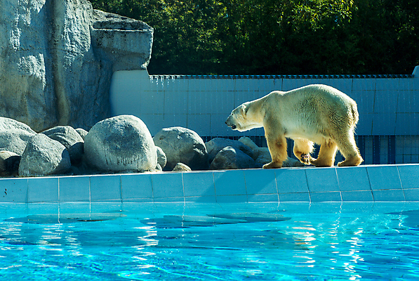 포토 JPG 해외이미지 동물 공원 야생동물 여행 겨울 곰 포유류 자연 털 동물원 사람없음 야외 물 환경 얼음 수중 중국 힘 젖음 추위 흰색 큼 땅 북극 심볼 육식동물 봉 북쪽 멸종 서식지 남쪽 해외202004 해외포토 자연요소 계절 공공시설 아시아 컬러 크기 극지방 방향 생태계 파일형식 이미지허브