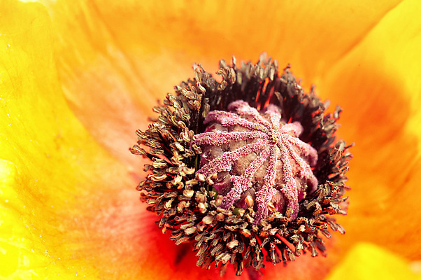 포토 JPG 해외이미지 식물 꽃잎 꽃 꽃다발 백그라운드 꽃무늬 오렌지 자연 벽지 사람없음 여름 노란색 벚꽃 흰색 신선 닫기 정상 묘사 질감 데이지 심플 해외202004 해외포토 계절 컬러 무늬 과일 모션 생태계 파일형식 이미지허브