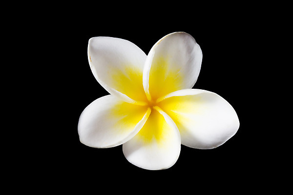 포토 JPG 해외이미지 나무 식물 1 디자인 꽃잎 꽃 백그라운드 꽃무늬 자연 벽지 휴식 사람없음 장식 노란색 검은색 스파 어둠 벚꽃 가을 흰색 신선 향수 오브젝트 싱글 향기 냄새 아로마 향 내추럴 고립 혼자 해외202004 해외포토 계절 컬러 컨셉 무늬 화장품 생태계 파일형식 이미지허브