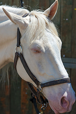 포토 JPG 해외이미지 동물 1 남자 감정 밭 포유류 모션 자연 사람없음 야외 가로 빨간색 초록색 여름 빛 달리기 농장 갈색 머리 검은색 어둠 힘 일몰 회색 자유 흰색 만 승마 황금 속도 호기심 갈기 고립 무료 해외202004 해외포토 계절 스포츠 컬러 컨셉 농업 사람 신체부위 노을 생태계 파일형식 이미지허브