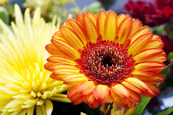 포토 JPG 해외이미지 식물 꽃잎 꽃 오렌지 사람없음 빨간색 컬러풀 노란색 활발 해외202004 해외포토 컬러 컨셉 과일 파일형식 이미지허브