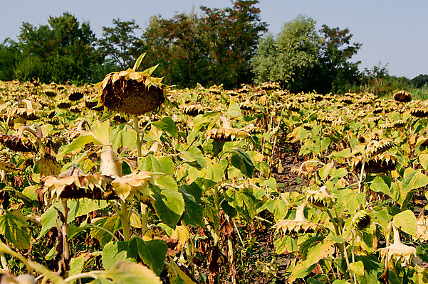 포토 JPG 해외이미지 식물 디자인 계절 꽃잎 꽃 백그라운드 꽃무늬 밭 농업 자연 하늘 해바라기 씨앗 풍경 사람없음 야외 초록색 여름 파란색 컬러풀 햇빛 태양 노란색 정원 맑음 봄 활발 벚꽃 개화 꽃가루 내추럴 해외202004 해외포토 자연요소 산업 컬러 컨셉 무늬 날씨 가루 생태계 파일형식 이미지허브