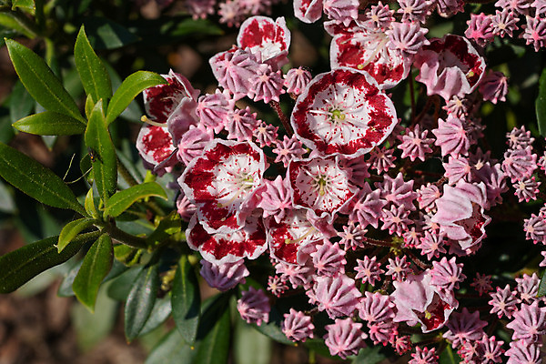 포토 JPG 해외이미지 식물 계절 꽃잎 꽃 꽃무늬 자연 사람없음 야외 여름 정원 봄 성장 벚꽃 신선 개화 관목 원예 화단 영원 월계수 해외202004 해외포토 나무 무늬 취미 생태계 파일형식 이미지허브