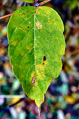 포토 JPG 해외이미지 나무 식물 유럽 잎 자연 사람없음 초록색 정원 가을 숲 묘사 배지 정맥 폴란드 해외202004 해외포토 계절 나라 컬러 생태계 혈관 파일형식 이미지허브