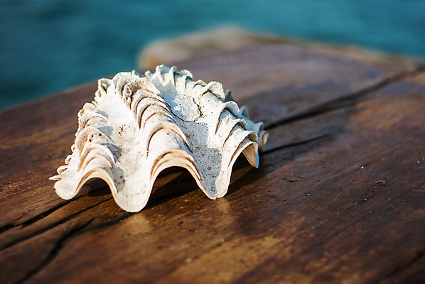 포토 JPG 해외이미지 나무 디자인 계절 별 모래 파도 바다 여행 백그라운드 요트 자연 탁자 하늘 낚시 휴가 조개 휴식 불가사리 손바닥 풍경 해변 사람없음 야외 물 여름 파란색 맑음 껍질 뜨거움 보트 전시회 휴양지 내추럴 이국적 파라다이스 카피스페이스 해외202004 해외포토 자연요소 식물 손 컬러 가구 컨셉 배_교통 레저 날씨 어패류 극피동물 공백 전시 장소 생태계 파일형식 이미지허브