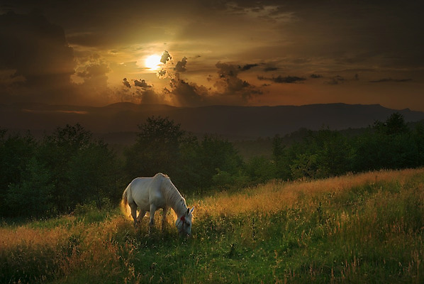 포토 JPG 해외이미지 식물 동물 구름 계절 실루엣 여행 백그라운드 밭 포유류 자연 하늘 아침 휴가 산 풍경 사람없음 야외 여름 빛 반려동물 햇빛 태양 농장 일출 환경 힘 침묵 일몰 놀람 봄 목장 새벽 수확 안개 가을 시골 군중 저녁 숲 즐거움 내추럴 우크라이나 웅장함 환상 해외202004 해외포토 주간 자연요소 감정 유럽 컨셉 농업 날씨 촬영기법 표정 사람 노을 소리 야간 생태계 파일형식 이미지허브