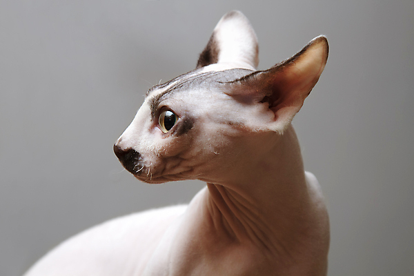 포토 JPG 해외이미지 동물 1 포유류 회색배경 사람없음 반려동물 고양이 피부 대머리 노려봄 해외202004 해외포토 헤어스타일 백그라운드 표정 신체부위 회색 파일형식 이미지허브