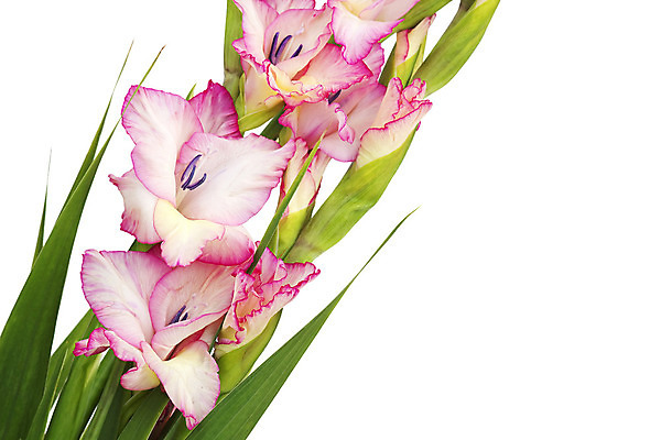 포토 JPG 해외이미지 식물 디자인 꽃잎 꽃 줄기 분홍색 꽃다발 백그라운드 단풍 잎 꽃무늬 자연 휴가 선물 미술 사람없음 초록색 여름 우주 정원 성장 벚꽃 가을 흰색 신용카드 닫기 다발 원예 보케 고립 엘리먼트 카피스페이스 해외202004 해외포토 계절 컬러 무늬 모션 문화예술 취미 금융 공백 생태계 파일형식 이미지허브