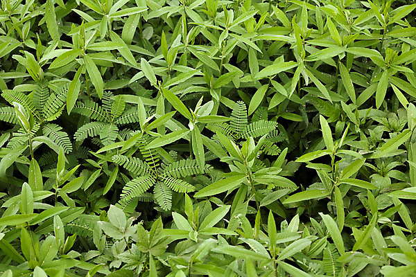 포토 JPG 해외이미지 식물 잎 밭 농업 자연 사람없음 초록색 햇빛 농경지 환경 작음 내추럴 거름 땅바닥 그리너리 해외202004 해외포토 산업 컬러 바닥 태양 농장 크기 생태계 파일형식 트랜드컬러 이미지허브