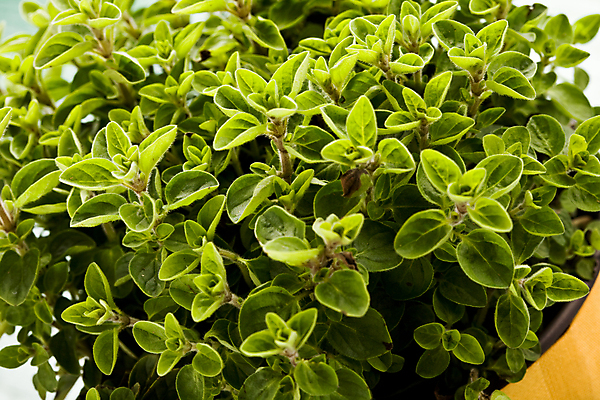 포토 JPG 해외이미지 식물 음식 채소 건강 요리 사람없음 초록색 주방 양념 자르기 허브 향신료 유기농 향기 향 내추럴 식용 핸드메이드 해외202004 해외포토 웰빙 컬러 모션 냄새 향미료 파일형식 이미지허브
