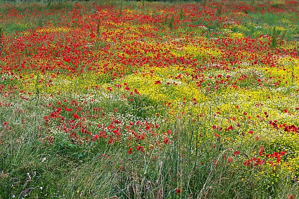 포토 JPG 해외이미지 계절 꽃 유럽 여행 밭 자연 휴가 풍경 사람없음 야외 가로 빨간색 초록색 노란색 봄 이탈리아 흰색 시골 개화 땅 지중해 장면 양귀비 내추럴 구성 해외202004 해외포토 식물 나라 바다 컬러 농업 생태계 파일형식 이미지허브