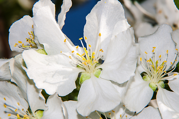 포토 JPG 해외이미지 나무 식물 디자인 계절 꽃잎 꽃 잎 꽃무늬 농업 자연 사람없음 야외 장식 초록색 컬러풀 환경 정원 맑음 봄 성장 벚꽃 흰색 신선 개화 사과 과수원 원예 질감 내추럴 해외202004 해외포토 산업 컬러 무늬 과일 날씨 취미 생태계 파일형식 이미지허브