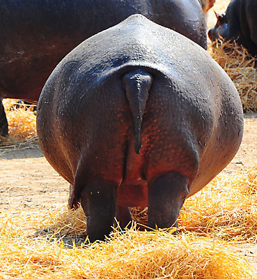 포토 JPG 해외이미지 동물 여자 남자 야생동물 의자 포유류 아프리카 자연 바닥 사람없음 황무지 소 군중 저녁 큼 사파리 황소 꼬리 하마 사바나 스카우트 해외202004 해외포토 나라 가구 사람 야간 크기 생태계 파일형식 이미지허브